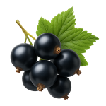 Ingrediente Activo Blackcurrant o Grosella Negra