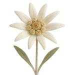 Ingrediente Activo Flor Edelweiss OnBeauty